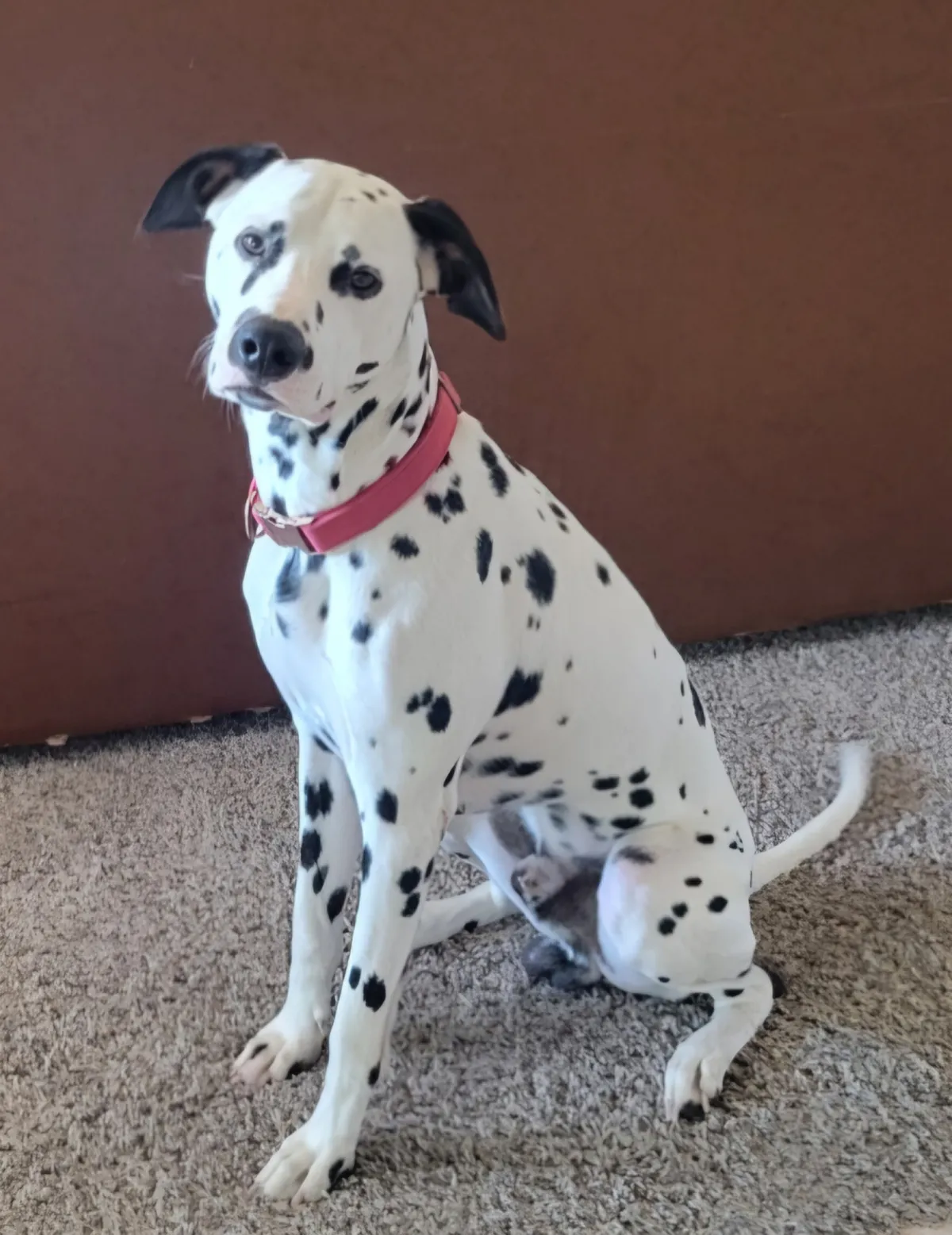 Pumper the Dalmatian sitting indoors in a pink collar with a curious head tilt