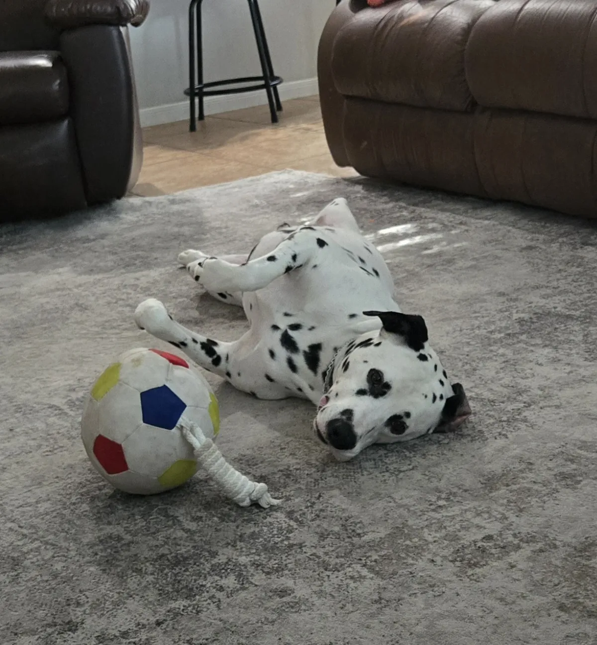 Pumper the Dalmatian rolling on his back on a living-room rug next to a soccer-ball rope toy