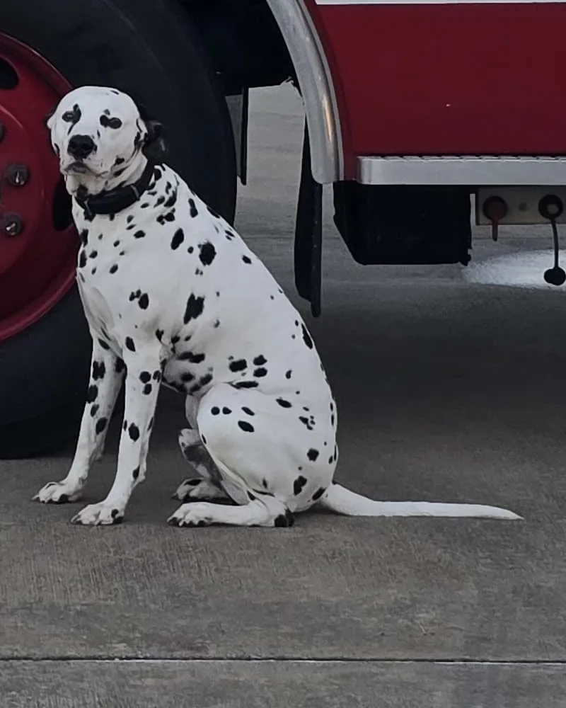 Pumper the Dalmatian holding a calm sit next to a fire truck wheel